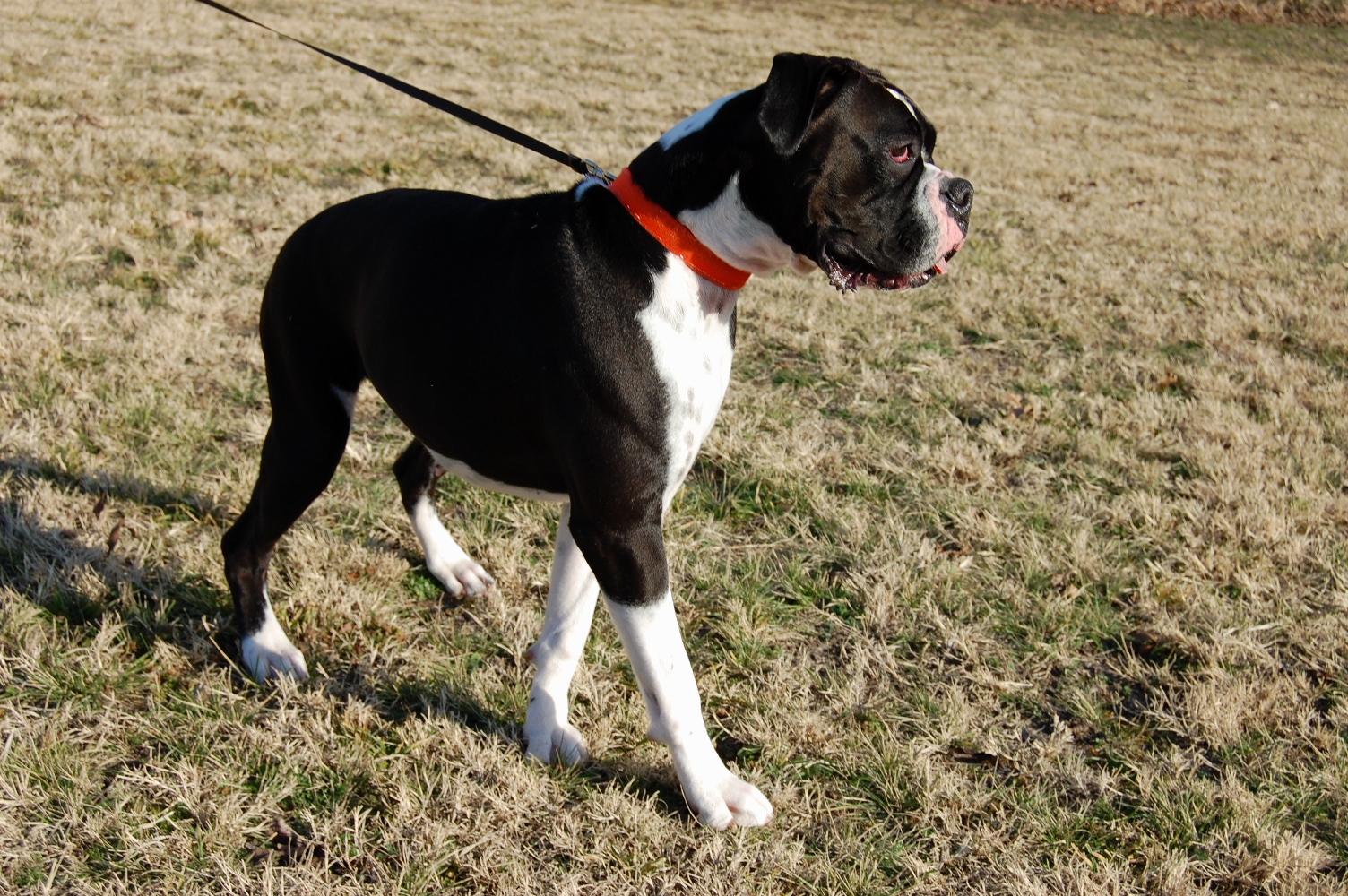 AKC Black Boxer Champion Boxer Puppy For Sale In Texas Boxer Breeder